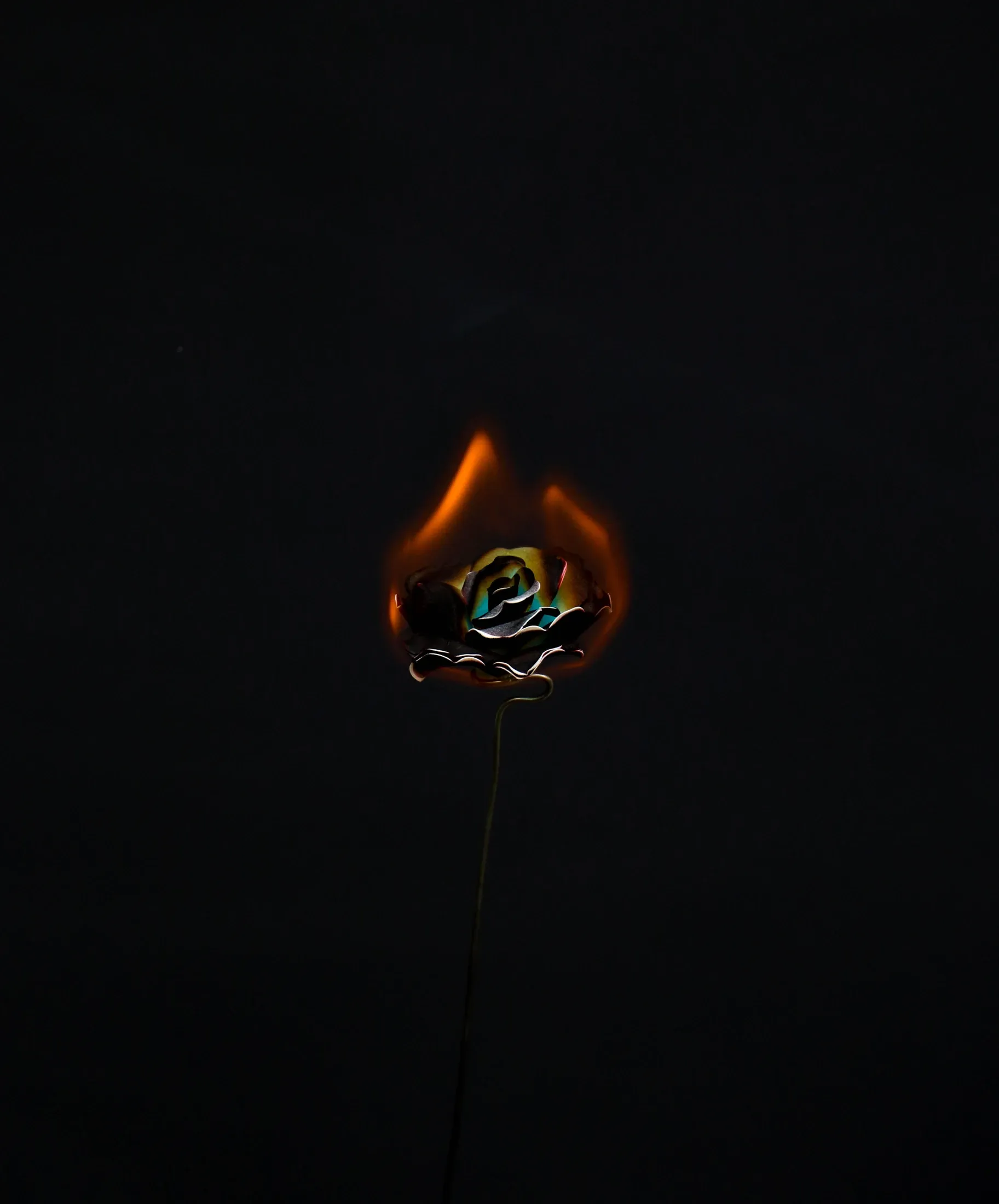 Smoke rises above a dark rose encircled by an orange flame