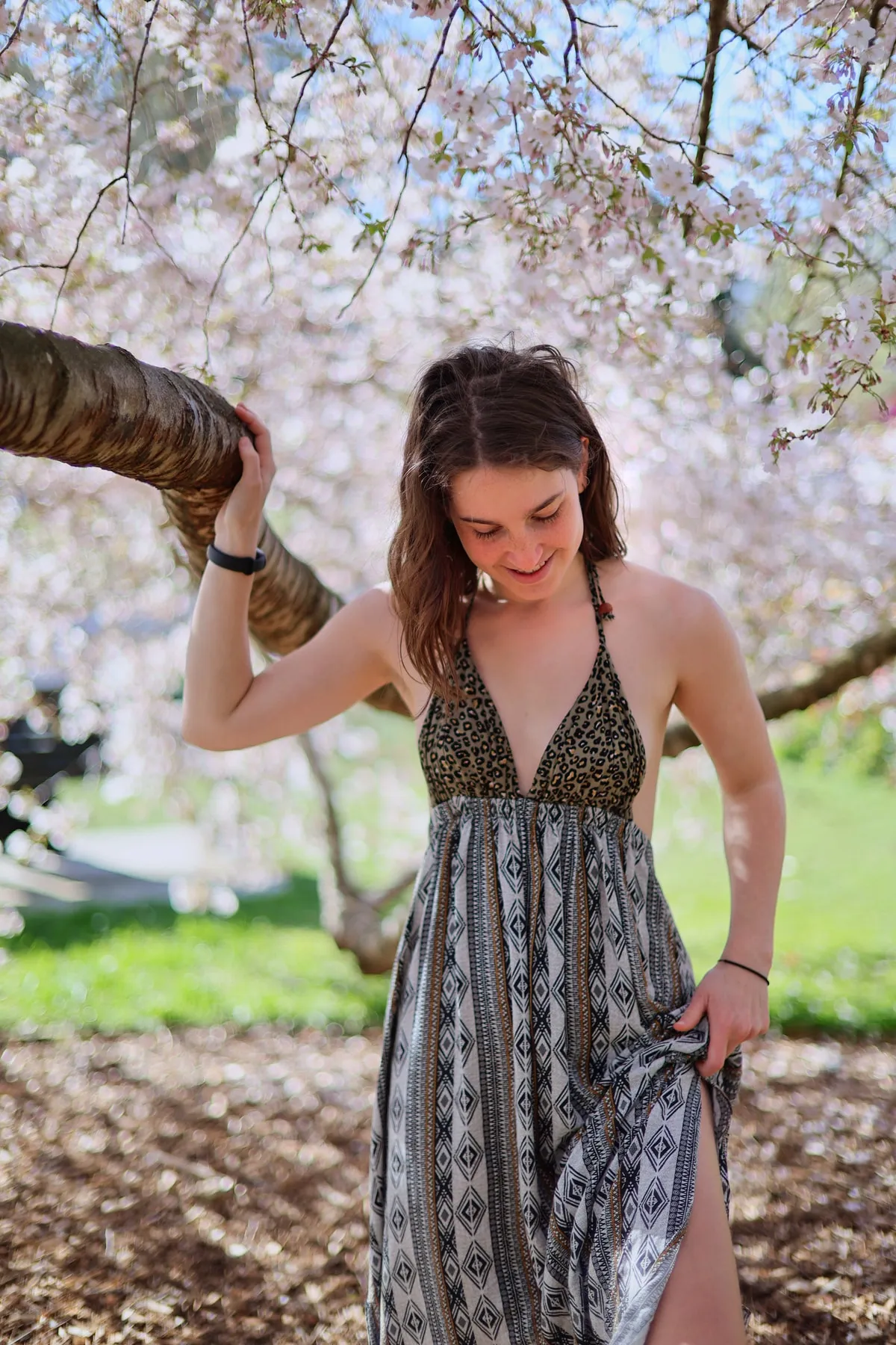Under the Cherry Blossoms 1