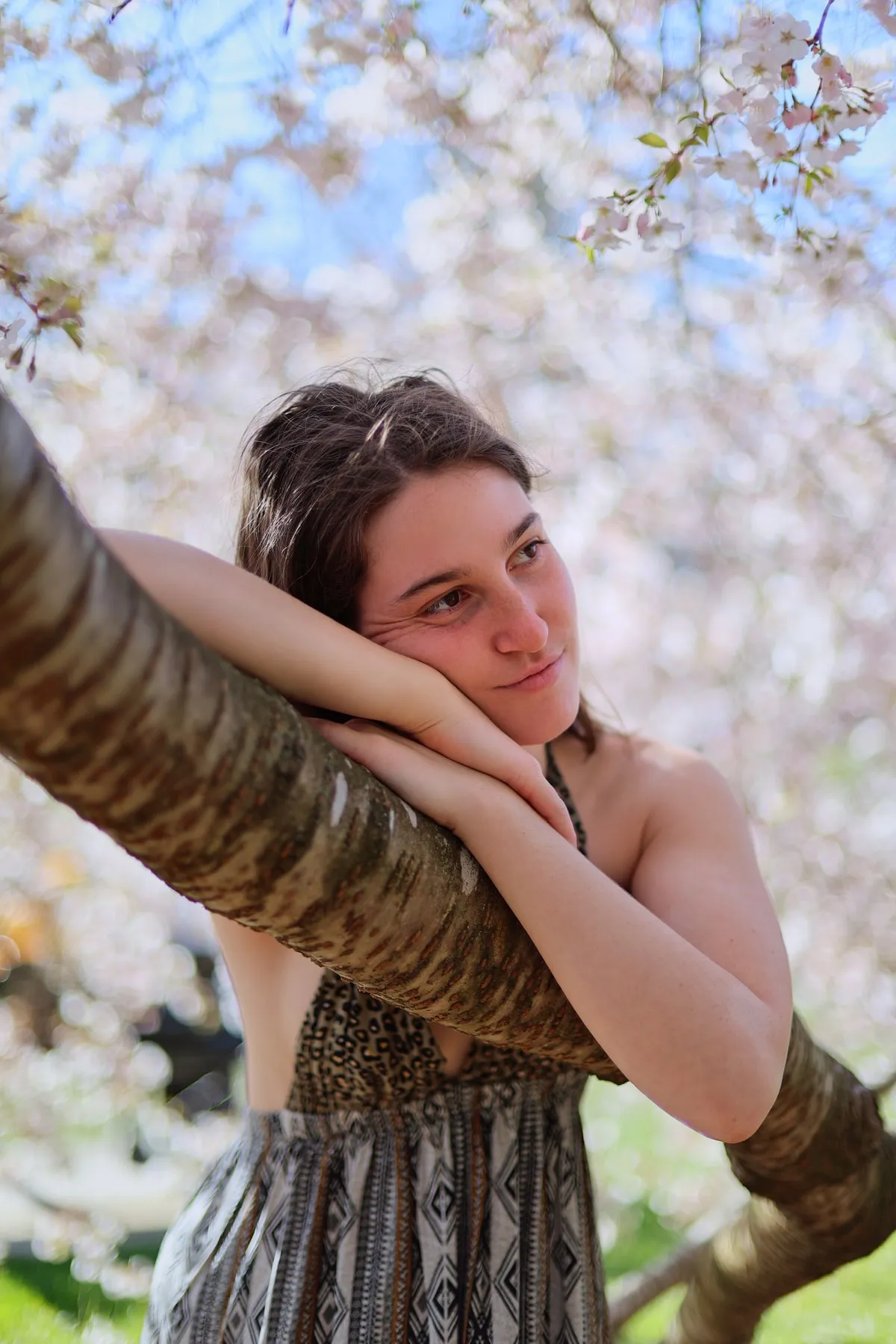 Under the Cherry Blossoms 2