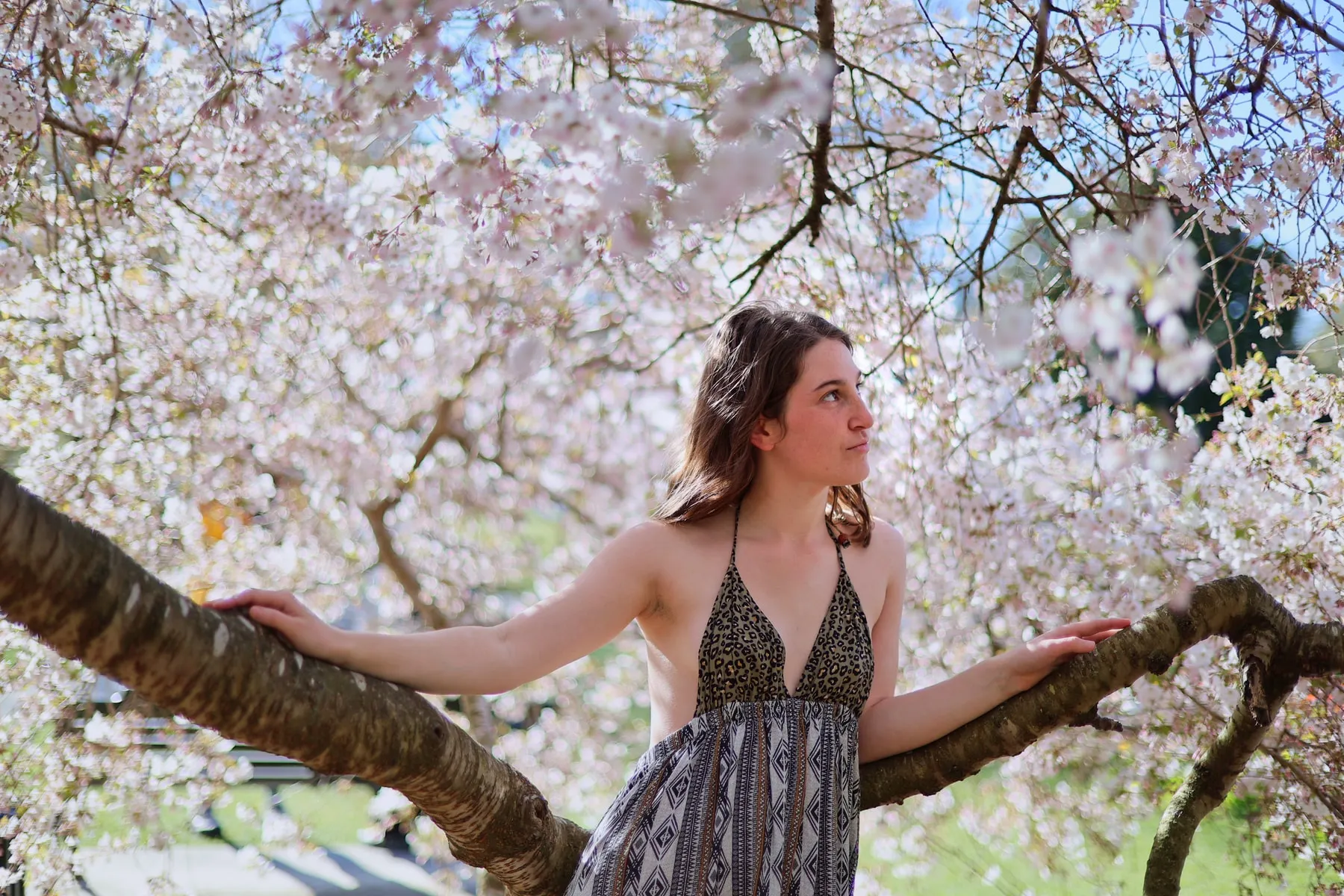 Under the Cherry Blossoms 3