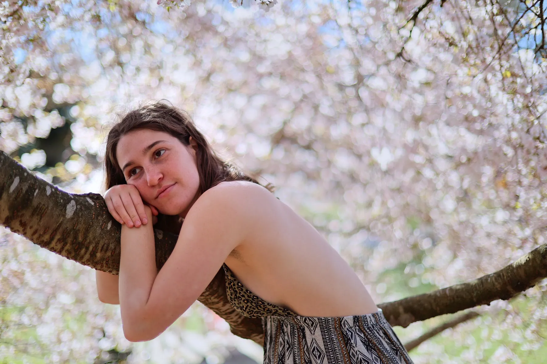 Under the Cherry Blossoms 4